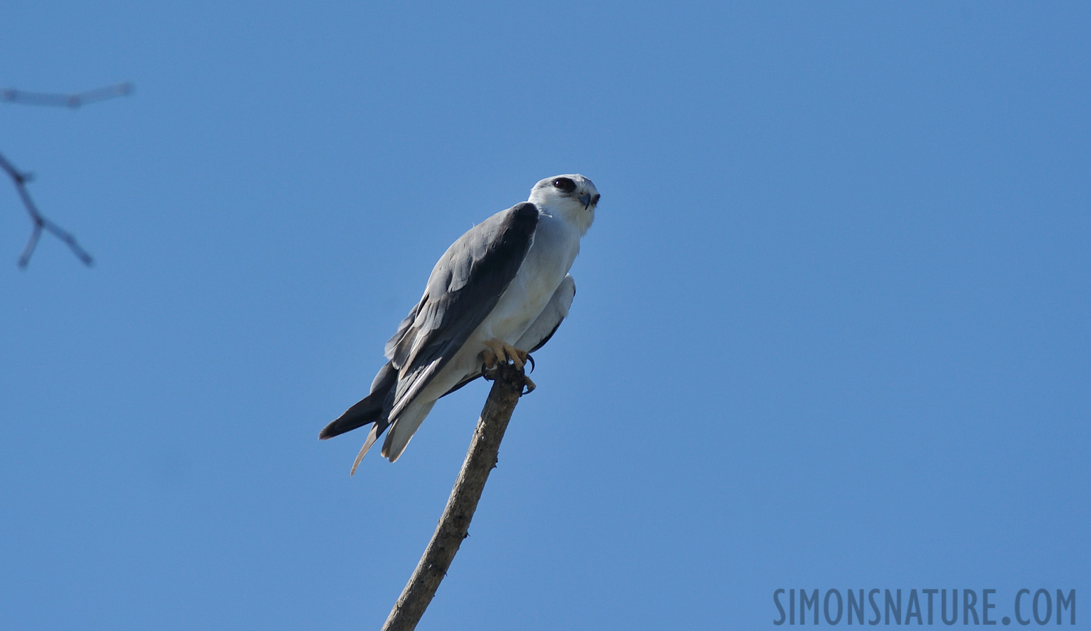 Elanus caeruleus caeruleus [550 mm, 1/3200 sec at f / 8.0, ISO 1000]